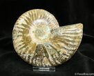 Inch Polished Cleoniceras Ammonite (Half) #876-1